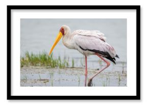 Yellow-billed stork foraging in natural habitat