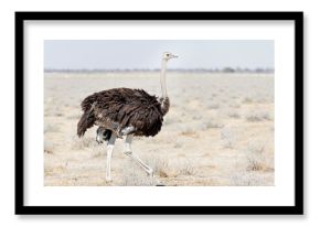 Ostrich at Etosha National Park, Namibia, Africa