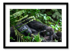 Gorilla Mother and Baby Bwindi Impenetrable Forest National Park Uganda    4168