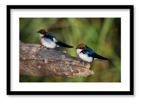 Two wire-tailed swallows perched on a thick bare branch