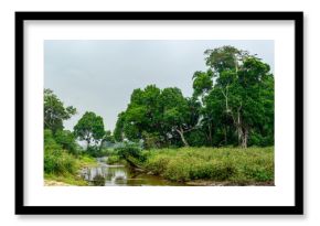 African forest elephant (Loxodonta cyclotis) and the Lekoli River. Odzala-Kokoua National Park. Cuvette-Ouest Region. Republic of the Congo