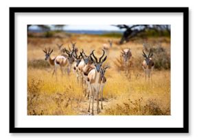 A herd of springbok standing on a grassy plain
