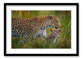 Leopard kitten baby, hidden nice orange grass. Leopard cub with mother walk. Big wild cat in the nature habitat, sunny day on the savannah, Khwai river. Wildlife nature, Botswana wildlife.