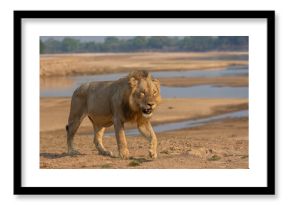 Male lion walking with Luangwa river in background