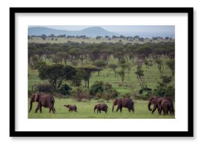 Elephants (Loxodonta africana) in a plain surrounded by mountains in Serengeti National Park  Tanzania