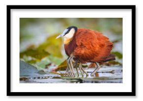 African jacana father protecting his chicks on the river