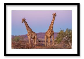 Giraffes in the wild, Augrabies Falls National Park, South Africa 