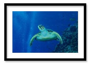 Hawksbill sea turtle (Eretmochelys imbricata) swimming on steep wall. Dive site Elphinstone Reef, Egypt, Red Sea, Africa