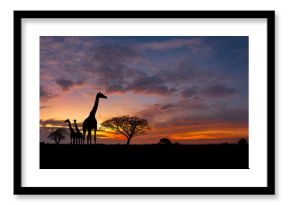 Panorama silhouette Giraffe family and tree in africa with sunset.Tree silhouetted against a setting sun.Typical african sunset with acacia trees in Masai Mara, Kenya