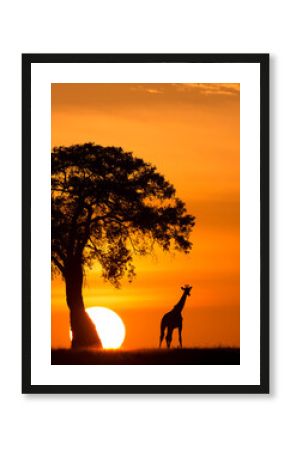Giraffe Silhouetted Next to a Tree and the Sun