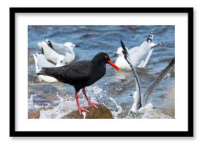 African Oystercatcher (Swarttobie) (Hematopus moquini) at Stony Point Nature Reserve in Betty’s Bay, Western Cape, South Africa