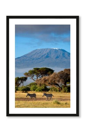 Grant's zebra, Equus quagga boehmi in Amboseli national park