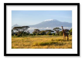 Giraffe and acacia trees with Mount Kilimanjaro in background