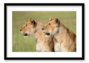Two female lions hunting in the Maasai Mara in Kenya.