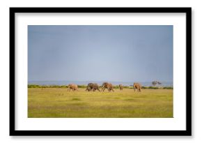 Family of elephants in the savanna in Amboseli National Park in Kenya