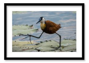 African Jacana at the Chobe Riverfront, Botswana