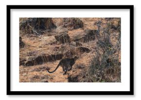 leopard in kenya