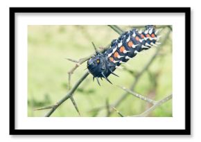 A spikey, colorful catapillar gives all the warning signs that i