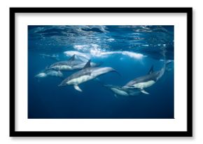 Pod of common dolphins (Delphinus delphis) swimming in the Atlantic Ocean near the Western Cape coast of South Africa