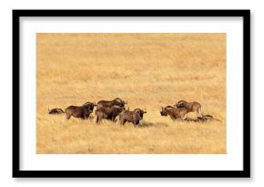 A herd of black wildebeest (Connochaetes gnou) in open grassland, Golden Gate Highlands National Park, South Africa.