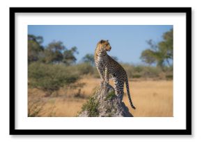 Africa wildlife. Panthera leopard, Panthera pardus, levhart, predator native Africa, Botswana. Wildlife, typical environment of leopard subspecies. On the rock. National park Moremi, Okavango, Kwai. 