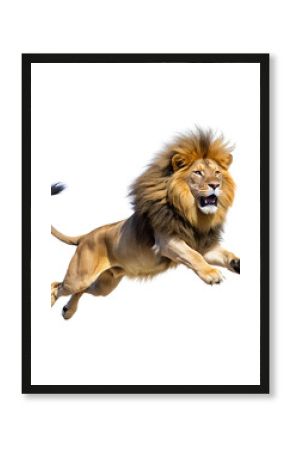 Male Lion, Transparent background