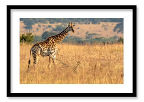 Giraffe in African savannas, Nature Wallpaper Background with Copy Space