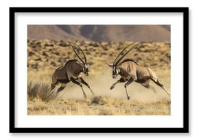 Gemsbok fight in the wild