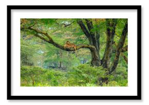 Serene lioness resting on a tree branch in Nakuru