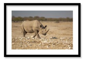 Rinoceronte in sout africa , Botswana