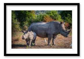 White Rhinoceros mother and calf in the bushes in Akagera National Park, Rwanda