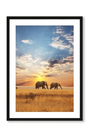 Elephant