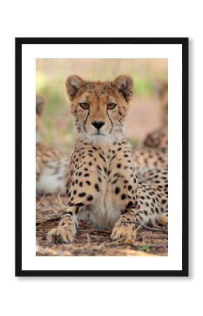Alert cheetah, Kalahari desert