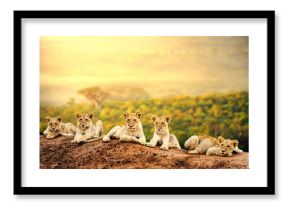 Lion cubs waiting together.