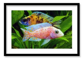 Malawi Cichlid
