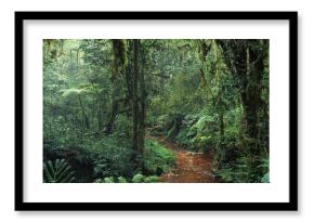 jungle