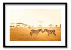 Zebra Love in the Serengeti