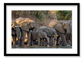 Group of elephants standing near the water. Zambia. Lower Zambezi National Park. Zambezi River. An excellent illustration.