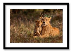 Lion mother of Notches Rongai Pride with cub in Masai Mara, Kenya