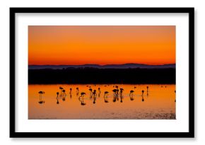 Beautiful sunset with flamingos silhouettes