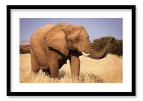 Elephant in the savannah, in Namibia, Africa, concept for traveling in Africa and Safari
