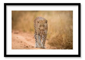 A Leopard walking towards the camera in the Kruger.