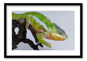 Chameleon Nosy Mitsio, madagascar
