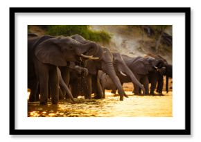 Elephants in Chobe National Park - Botswana