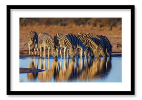 Zebras drink at dawn