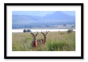 Antylopy impala zwyczajna w parku narodowym Pilanesberg