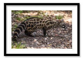 Large-Spotted Genet