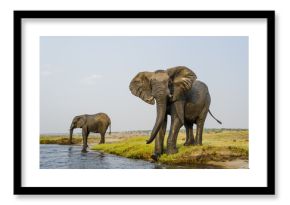 African Elephant bulls drinking on the banks of the Chobe River