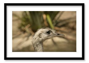 Rhea bird in south africa, cape town