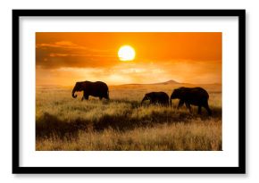 Family of elephants at sunset in the national park of Africa